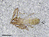  (Chthonius cf. pristani - BGE_00503_H03)  @11 [ ] Copyright (2024) Unspecified Croatian Biospeleological Society