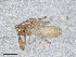  ( - BGE_00503_H03)  @11 [ ] Copyright (2024) Unspecified Croatian Biospeleological Society