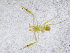 ( - BGE_00504_D10)  @11 [ ] Copyright (2024) Unspecified Croatian Biospeleological Society