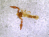  ( - BGE_00505_A08)  @11 [ ] Copyright (2024) Unspecified Croatian Biospeleological Society