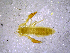  ( - BGE_00505_B02)  @11 [ ] Copyright (2024) Unspecified Croatian Biospeleological Society