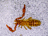  ( - BGE_00505_C04)  @11 [ ] Copyright (2024) Unspecified Croatian Biospeleological Society