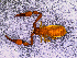  ( - BGE_00505_C09)  @11 [ ] Copyright (2024) Unspecified Croatian Biospeleological Society