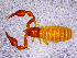  ( - BGE_00505_D05)  @11 [ ] Copyright (2024) Unspecified Croatian Biospeleological Society