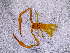  ( - BGE_00505_F04)  @11 [ ] Copyright (2024) Unspecified Croatian Biospeleological Society