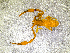  ( - BGE_00505_G08)  @11 [ ] Copyright (2024) Unspecified Croatian Biospeleological Society