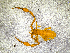  ( - BGE_00505_G08)  @11 [ ] Copyright (2024) Unspecified Croatian Biospeleological Society