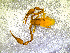  ( - BGE_00505_H03)  @11 [ ] Copyright (2024) Unspecified Croatian Biospeleological Society