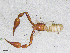 ( - BGE_00506_A03)  @11 [ ] Copyright (2024) Unspecified Croatian Biospeleological Society