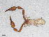  ( - BGE_00506_A03)  @11 [ ] Copyright (2024) Unspecified Croatian Biospeleological Society