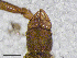  (Neobisium cf. crassifemoratum - BGE_00506_A04)  @11 [ ] Copyright (2024) Unspecified Croatian Biospeleological Society