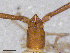  (Neobisium cf. elegans - BGE_00506_A08)  @11 [ ] Copyright (2024) Unspecified Croatian Biospeleological Society
