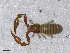  ( - BGE_00506_C06)  @11 [ ] Copyright (2024) Unspecified Croatian Biospeleological Society
