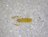  ( - BGE_00502_D02)  @11 [ ] Copyright (2024) Unspecified Croatian Biospeleological Society