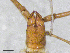  (Neobisium cf. stygium MP - BGE_00506_D02)  @11 [ ] Copyright (2024) Unspecified Croatian Biospeleological Society