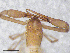  (Ephippiochthonius sp. O - BGE_00506_F09)  @11 [ ] Copyright (2024) Unspecified Croatian Biospeleological Society
