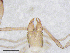  (Ephippiochthonius sp. P - BGE_00506_G08)  @11 [ ] Copyright (2024) Unspecified Croatian Biospeleological Society
