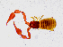  ( - BGE_00508_A01)  @11 [ ] Copyright (2025) Unspecified Croatian Biospeleological Society