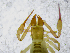  ( - BGE_00508_C06)  @11 [ ] Copyright (2025) Unspecified Croatian Biospeleological Society
