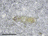  (Microchthonius cf. rogatus - BGE_00508_D05)  @11 [ ] Copyright (2024) Unspecified Croatian Biospeleological Society