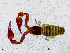  ( - BGE_00508_E02)  @11 [ ] Copyright (2025) Unspecified Croatian Biospeleological Society