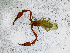  ( - BGE_00508_F10)  @11 [ ] Copyright (2025) Unspecified Croatian Biospeleological Society