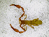  ( - BGE_00507_A01)  @11 [ ] Copyright (2024) Unspecified Croatian Biospeleological Society
