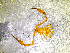  ( - BGE_00507_D07)  @11 [ ] Copyright (2024) Unspecified Croatian Biospeleological Society