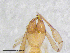  (Globochthonius sp. 1 S - BGE_00507_D09)  @11 [ ] Copyright (2024) Unspecified Croatian Biospeleological Society