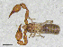  (Roncus cf. lubricus ZP - BGE_00507_E05)  @11 [ ] Copyright (2024) Unspecified Croatian Biospeleological Society