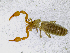  ( - BGE_00507_G03)  @11 [ ] Copyright (2024) Unspecified Croatian Biospeleological Society