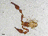  ( - BGE_00507_H03)  @11 [ ] Copyright (2024) Unspecified Croatian Biospeleological Society