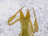  ( - BGE_00507_C03)  @11 [ ] Copyright (2024) Unspecified Croatian Biospeleological Society