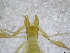  ( - BGE_00502_G07)  @11 [ ] Copyright (2024) Unspecified Croatian Biospeleological Society