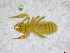  ( - BGE_00502_H07)  @11 [ ] Copyright (2024) Unspecified Croatian Biospeleological Society