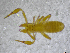  ( - BGE_00503_A03)  @11 [ ] Copyright (2024) Unspecified Croatian Biospeleological Society