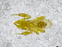  ( - BGE_00503_A06)  @11 [ ] Copyright (2024) Unspecified Croatian Biospeleological Society