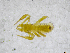  (Chthonius romanicus - BGE_00503_A07)  @11 [ ] Copyright (2024) Unspecified Croatian Biospeleological Society
