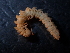  ( - BGE_00514_F08)  @11 [ ] Copyright (c) (2024) Unspecified Croatian Biospeleological Society