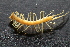  ( - BGE_00521_H09)  @11 [ ] Copyright (c) (2025) Unspecified Croatian Biospeleological Society