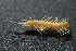  ( - BGE_00521_H10)  @11 [ ] Copyright (c) (2025) Unspecified Croatian Biospeleological Society
