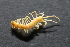  (Lithobius sp - BGE_00520_H07)  @11 [ ] Copyright (c) (2025) Unspecified Croatian Biospeleological Society
