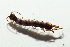  ( - BGE_00521_H08)  @11 [ ] Copyright (c) (2025) Unspecified Croatian Biospeleological Society