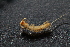  (Eupolybothrus sp - BGE_00521_G08)  @11 [ ] Copyright (c) (2025) Unspecified Croatian Biospeleological Society