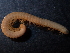  ( - BGE_00514_G04)  @11 [ ] Copyright (c) (2024) Unspecified Croatian Biospeleological Society