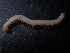  (Pachyiulinae - BGE_00514_G05)  @11 [ ] Copyright (c) (2024) Unspecified Croatian Biospeleological Society