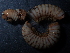  (Chromatoiulus - BGE_00514_G03)  @11 [ ] Copyright (c) (2024) Unspecified Croatian Biospeleological Society