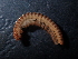  ( - BGE_00520_F06)  @11 [ ] Copyright (c) (2024) Unspecified Croatian Biospeleological Society