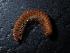  ( - BGE_00520_F07)  @11 [ ] Copyright (c) (2024) Unspecified Croatian Biospeleological Society