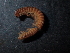  (Dyocerasoma insulanum - BGE_00514_G07)  @11 [ ] Copyright (c) (2024) Unspecified Croatian Biospeleological Society